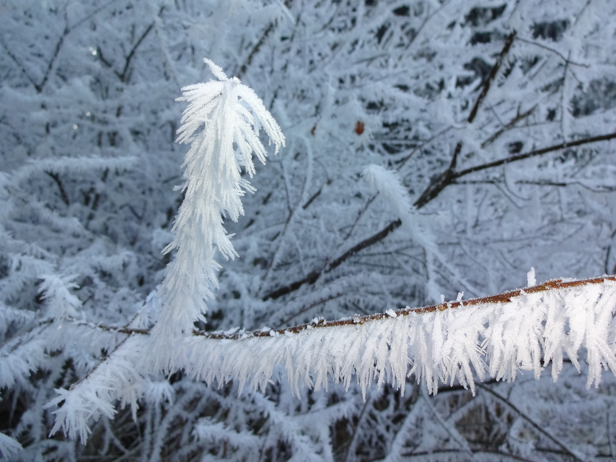 Sony Cyber-shot DSC-WX220 sample photo. Covered with frost photography