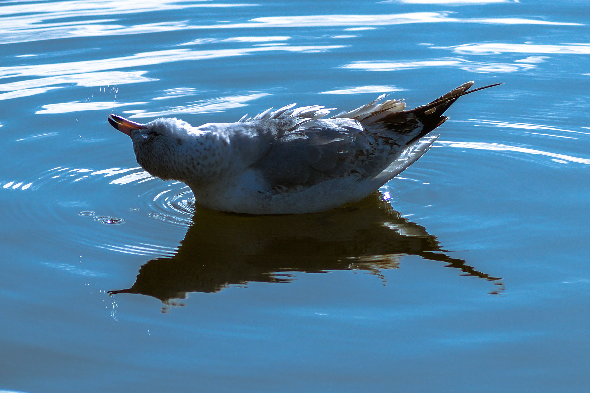 Sony SLT-A58 + Sony DT 55-200mm F4-5.6 SAM sample photo. Rotflmao errr... rotw(ater)lmao photography