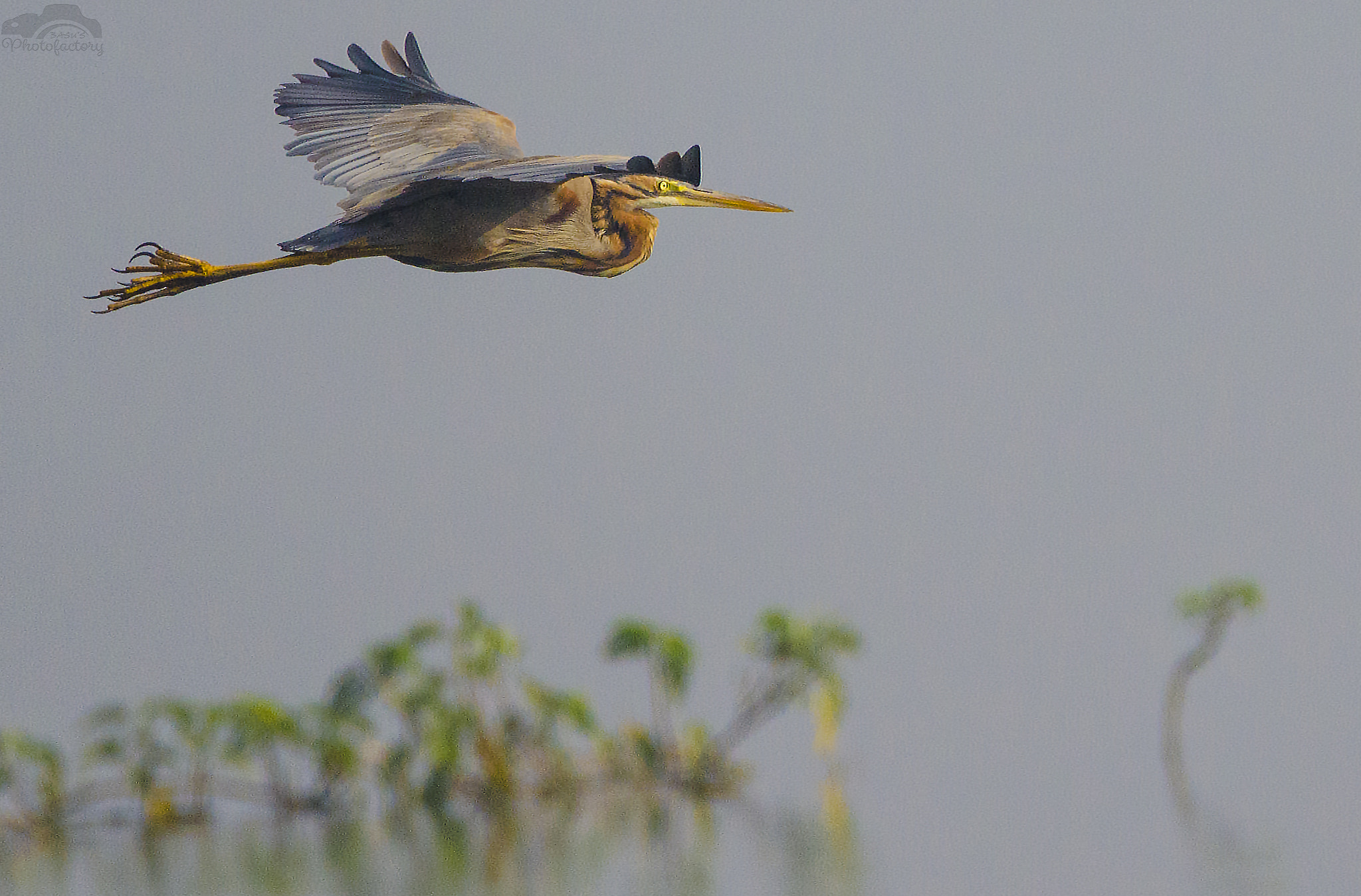 Sigma 150-600mm F5-6.3 DG OS HSM | C sample photo. Purple heron photography