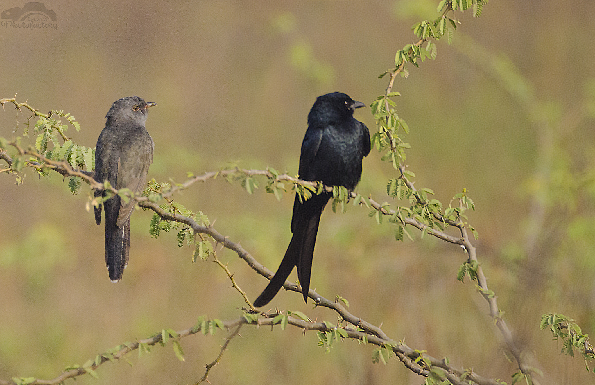 Sigma 150-600mm F5-6.3 DG OS HSM | C sample photo. Grey bellied cuckoo and black drongo photography