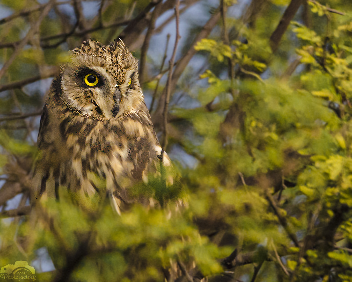 Sigma 150-600mm F5-6.3 DG OS HSM | C sample photo. Short eared owl photography