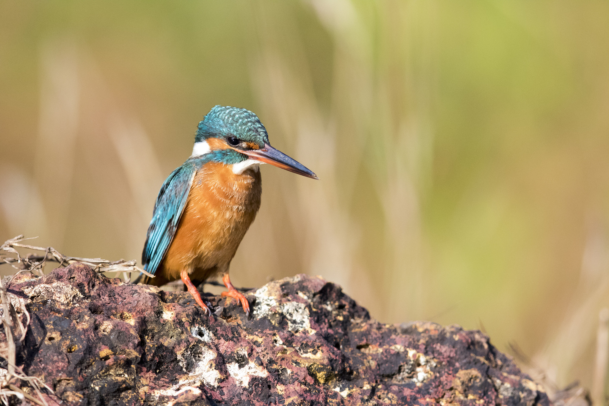 Canon EF 600mm F4L IS II USM sample photo. Common kingfisher photography