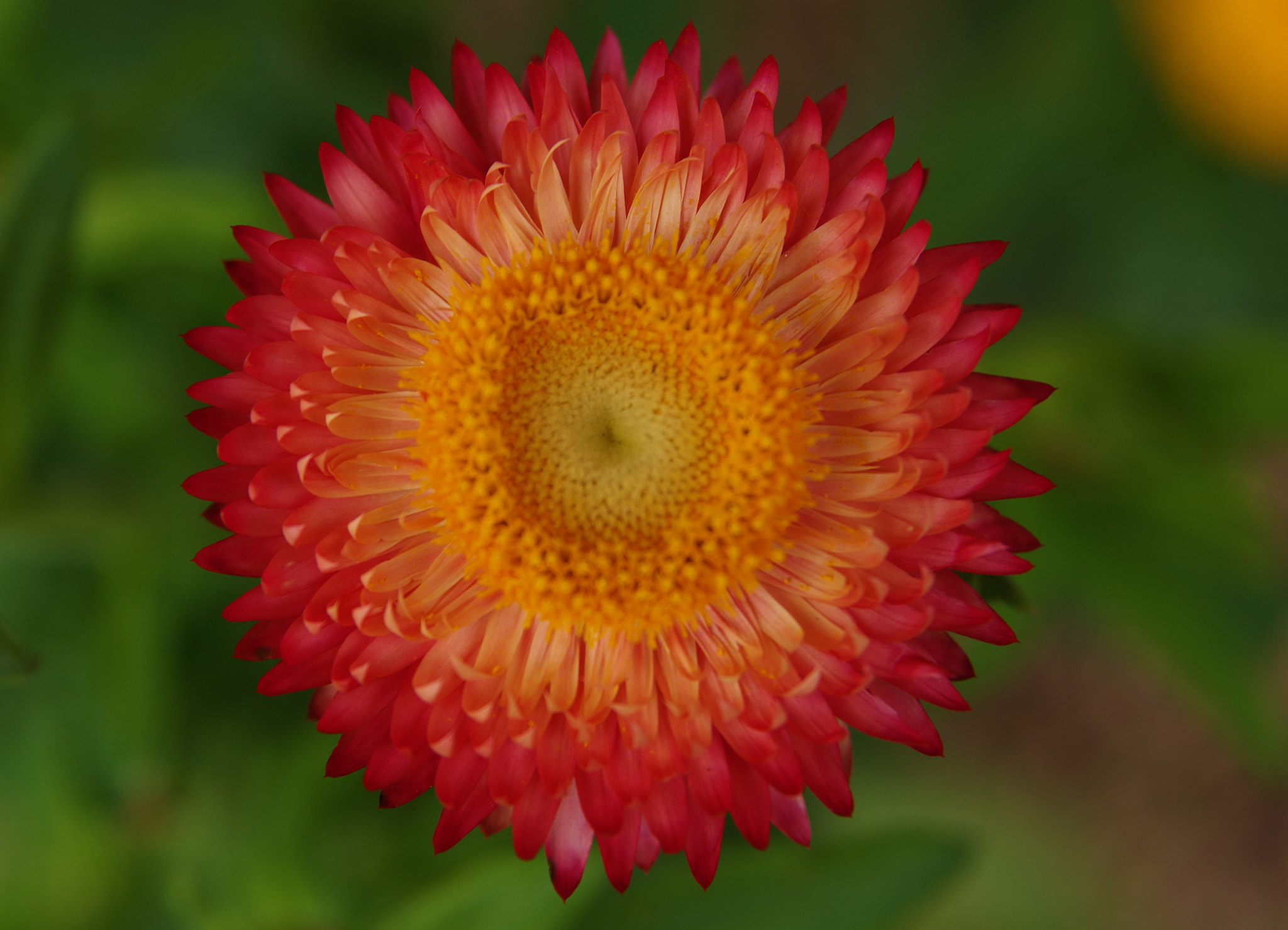 Sigma 17-70mm F2.8-4.5 DC Macro sample photo. Paper daisy photography