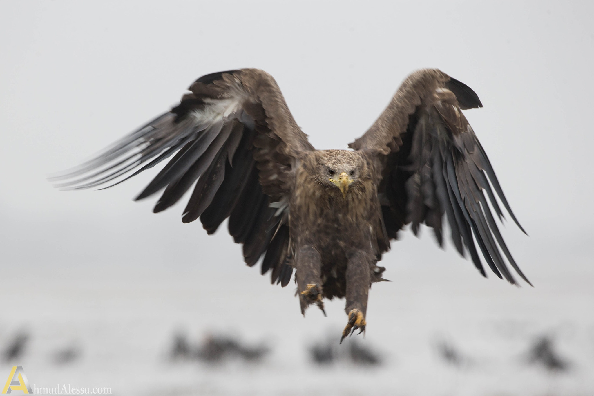Canon EOS-1D X + Canon EF 500mm F4L IS USM sample photo. 188031199130 photography
