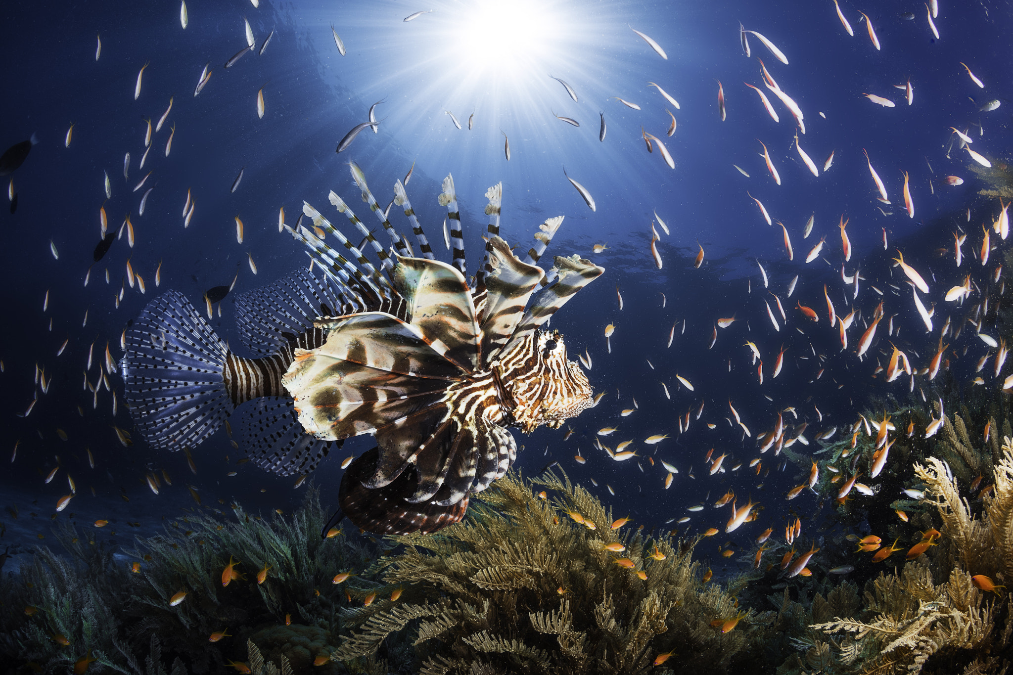 Canon EOS 5DS sample photo. Lionfish photography