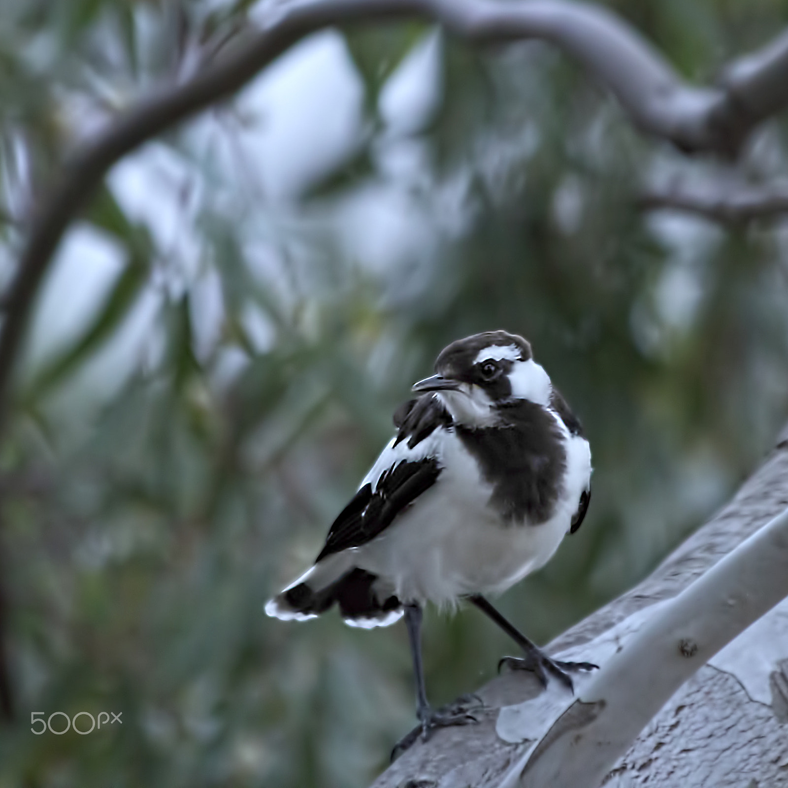 Canon EF 70-300mm F4-5.6 IS USM sample photo. Magpie lark photography