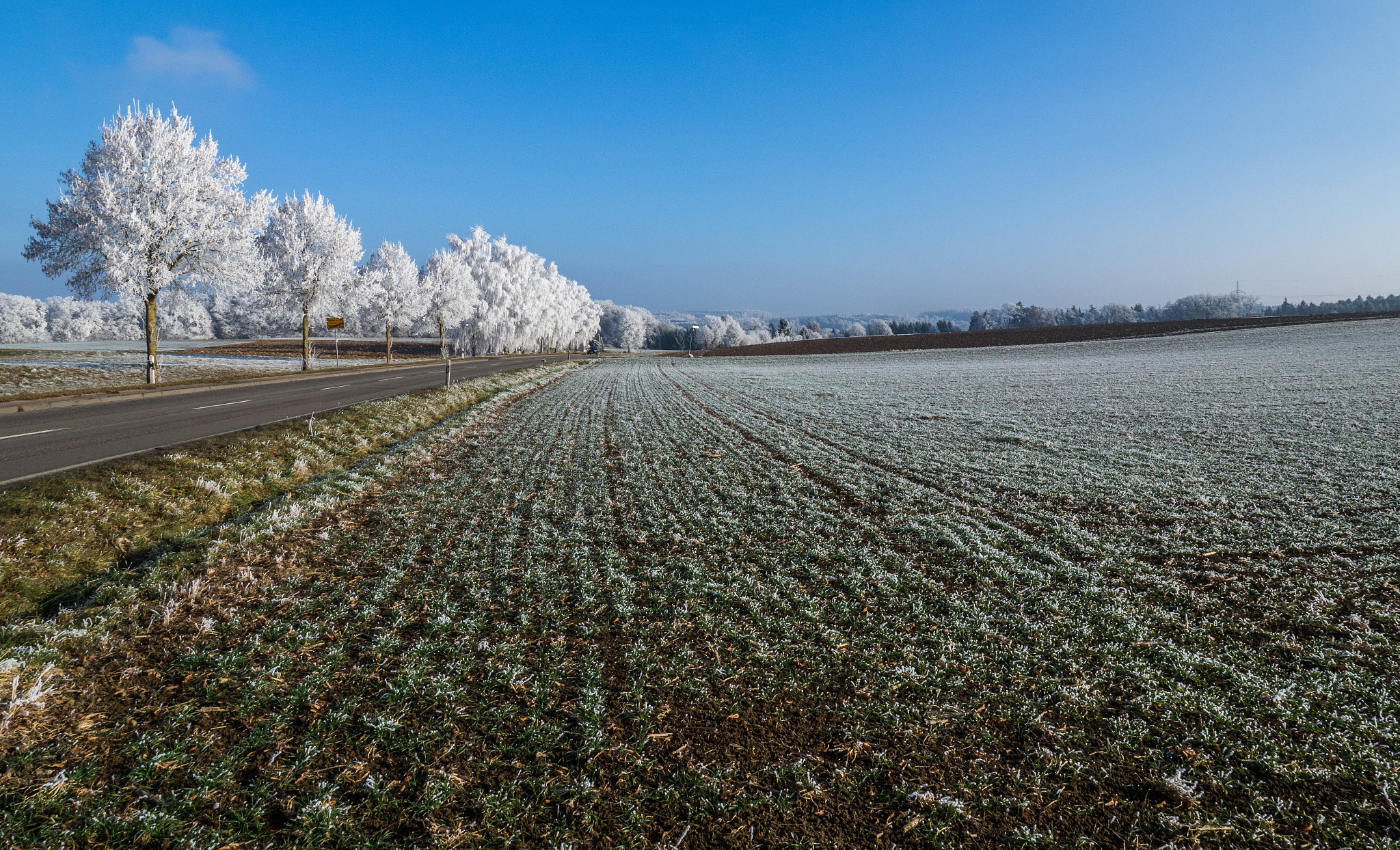 Olympus OM-D E-M1 Mark II + Olympus M.Zuiko Digital ED 7-14mm F2.8 PRO sample photo. White trees photography