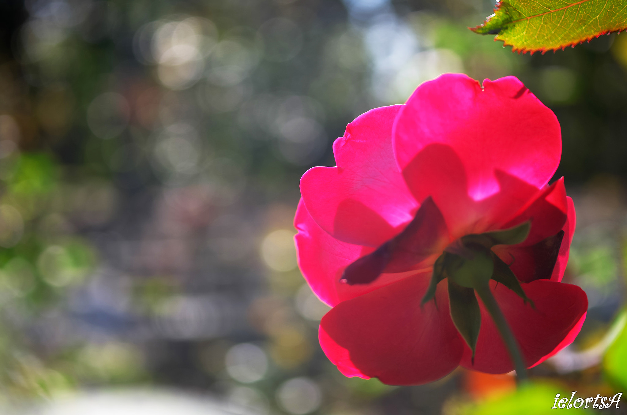 Pentax K-5 sample photo. Red photography