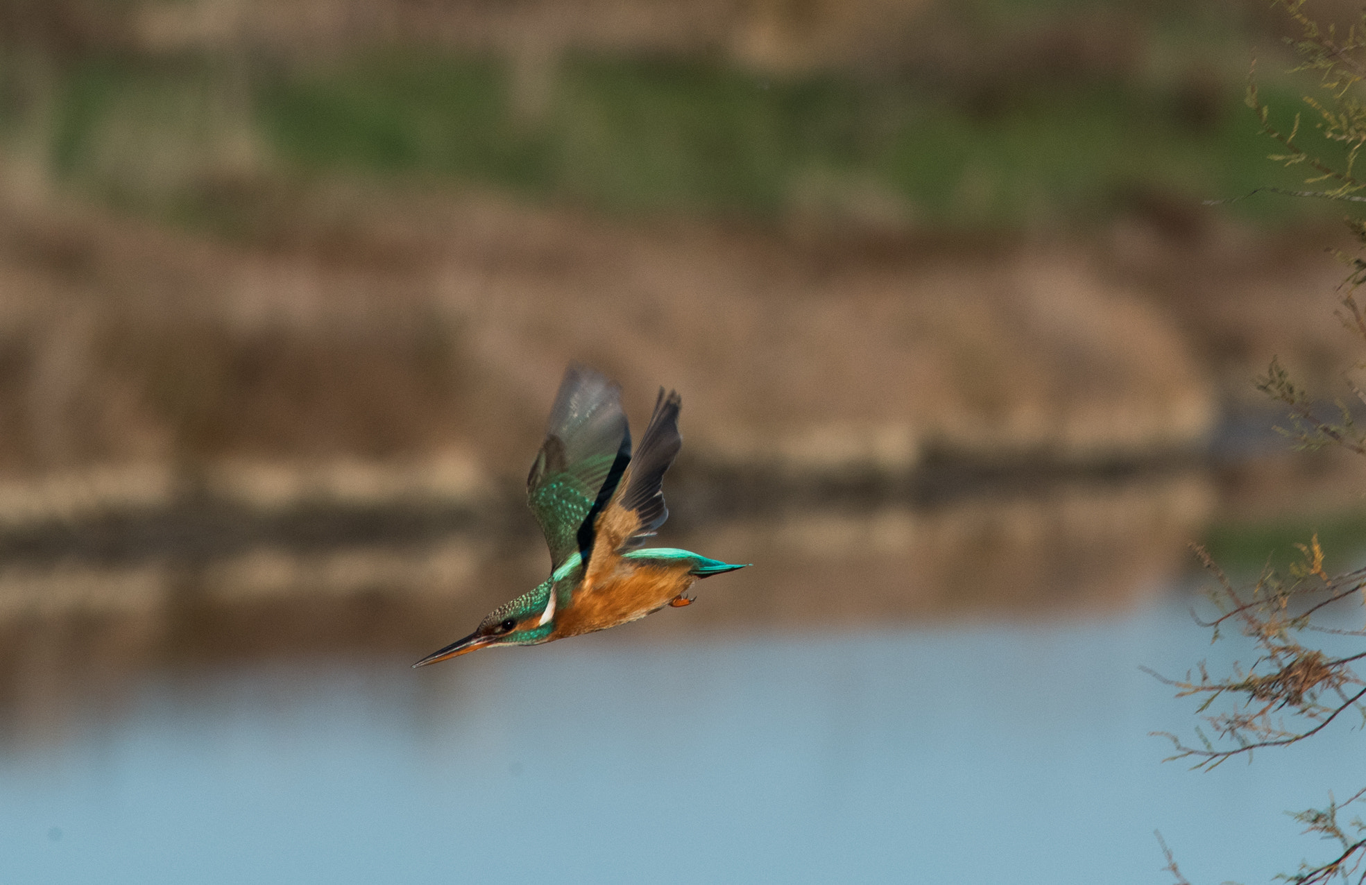 Nikon D750 + AF Nikkor 300mm f/4 IF-ED sample photo. Martina, come una freccia photography