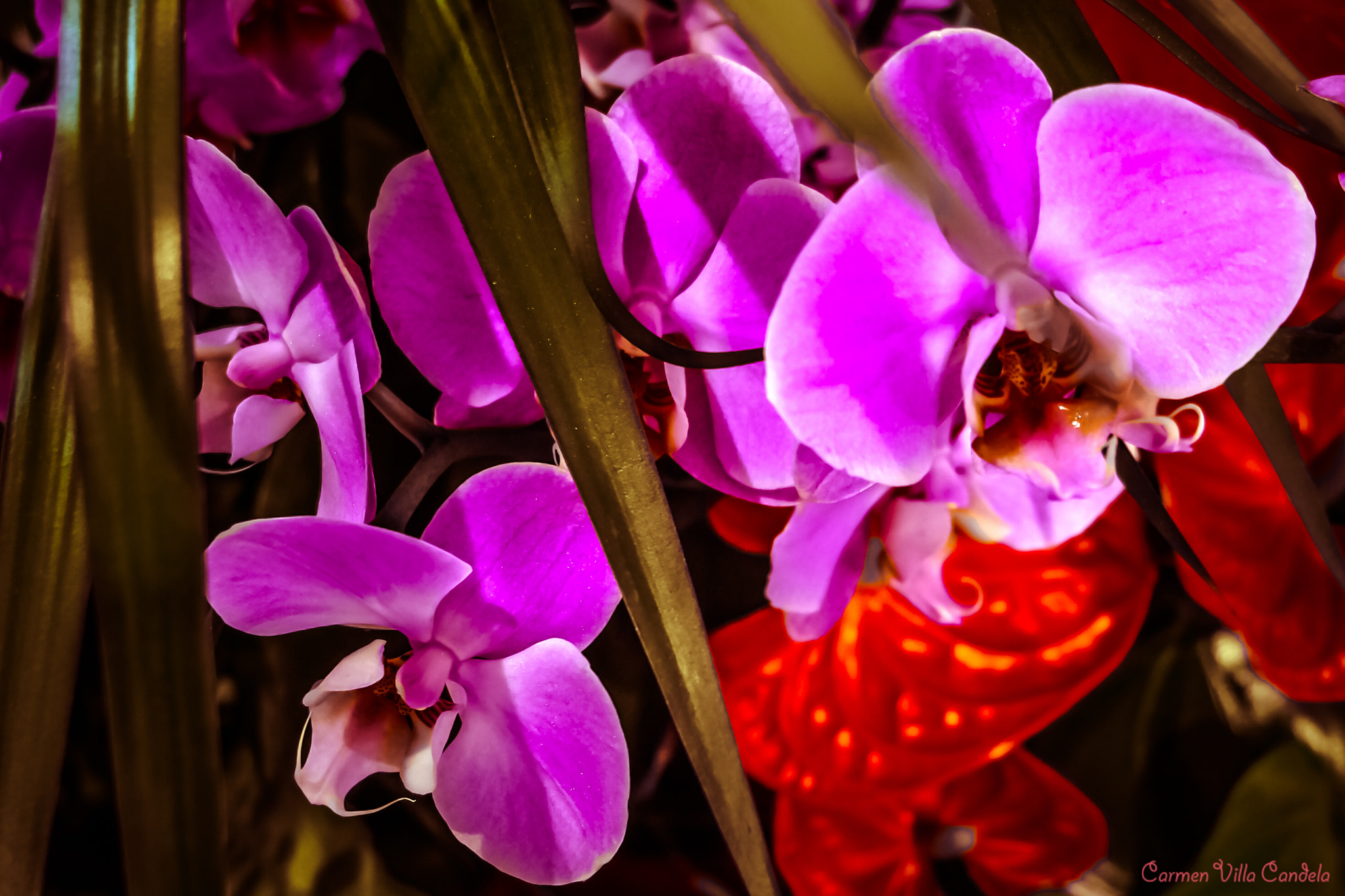 Samsung NX500 + Samsung NX 16-50mm F3.5-5.6 Power Zoom ED OIS sample photo. The flowers rested stilly photography