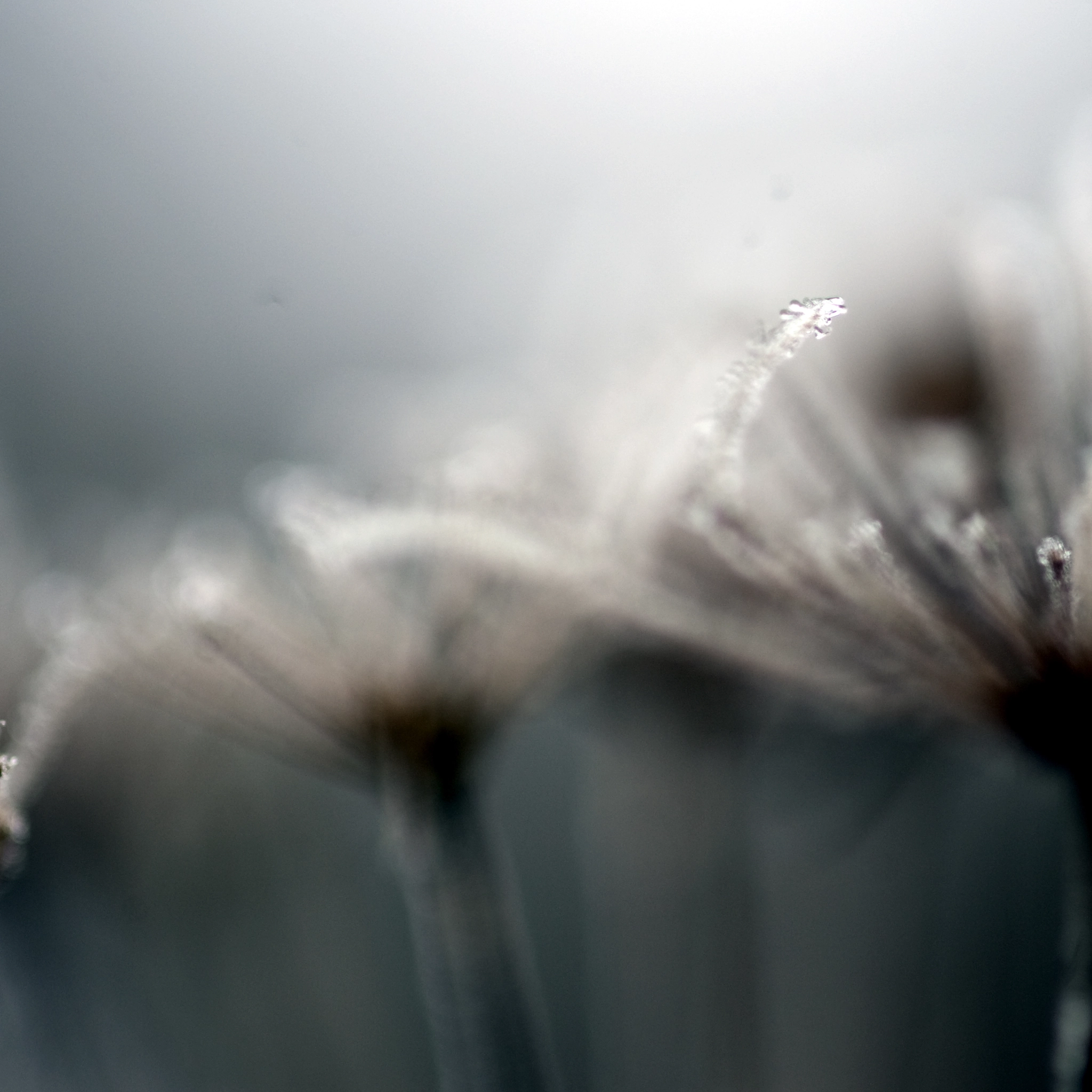 Nikon D3 sample photo. Frozen2 photography