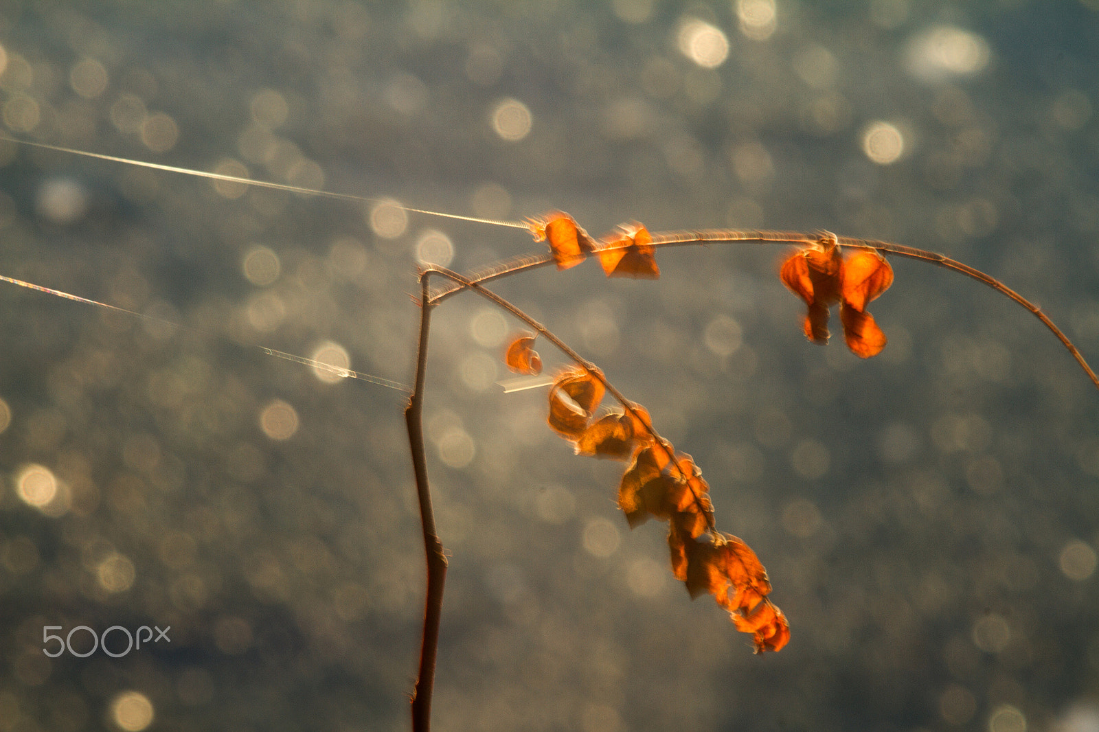 Canon EF 35-80mm f/4-5.6 sample photo. Jupiter photography