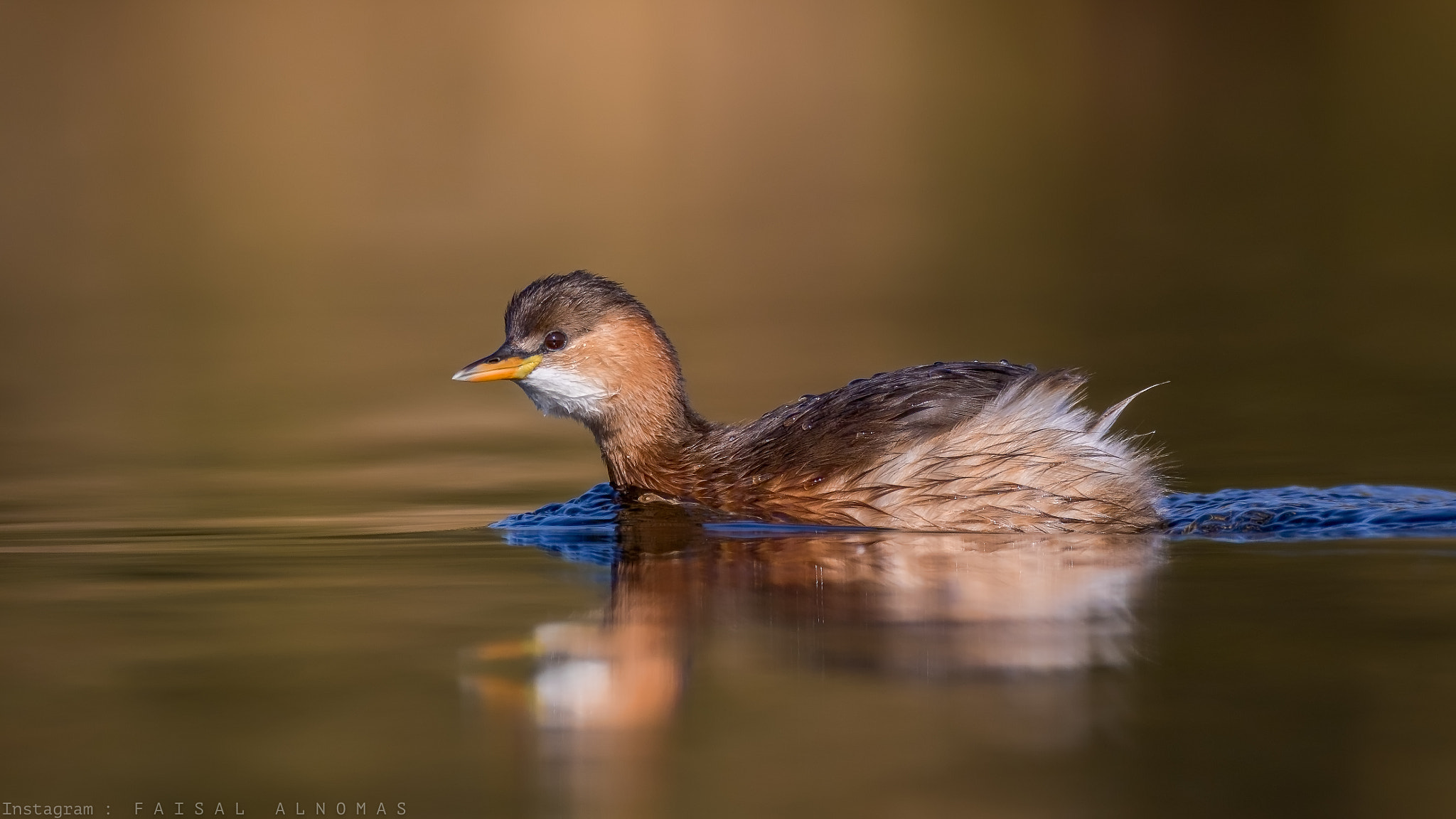 Canon EF 800mm F5.6L IS USM sample photo. Cute little grebe watching me photography