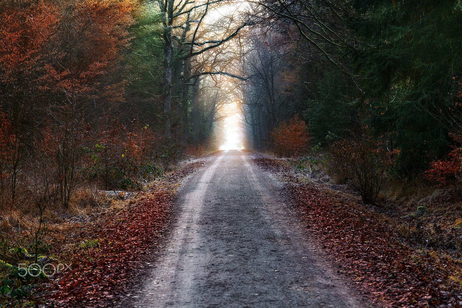 Canon EF 24-105mm F3.5-5.6 IS STM sample photo. Forest path photography