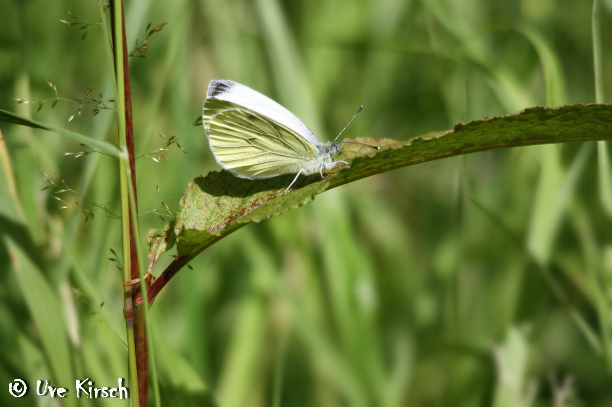 Sigma 150-500mm F5-6.3 DG OS HSM sample photo. Cabbage butterfly photography