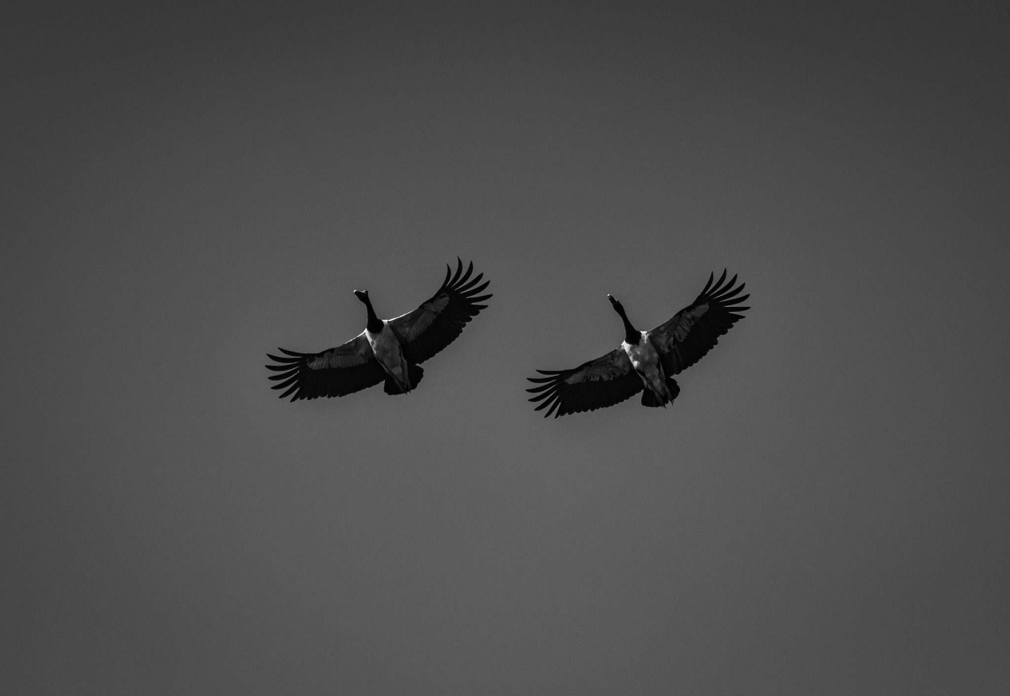 Canon EOS 40D sample photo. Magpie goose in flight photography