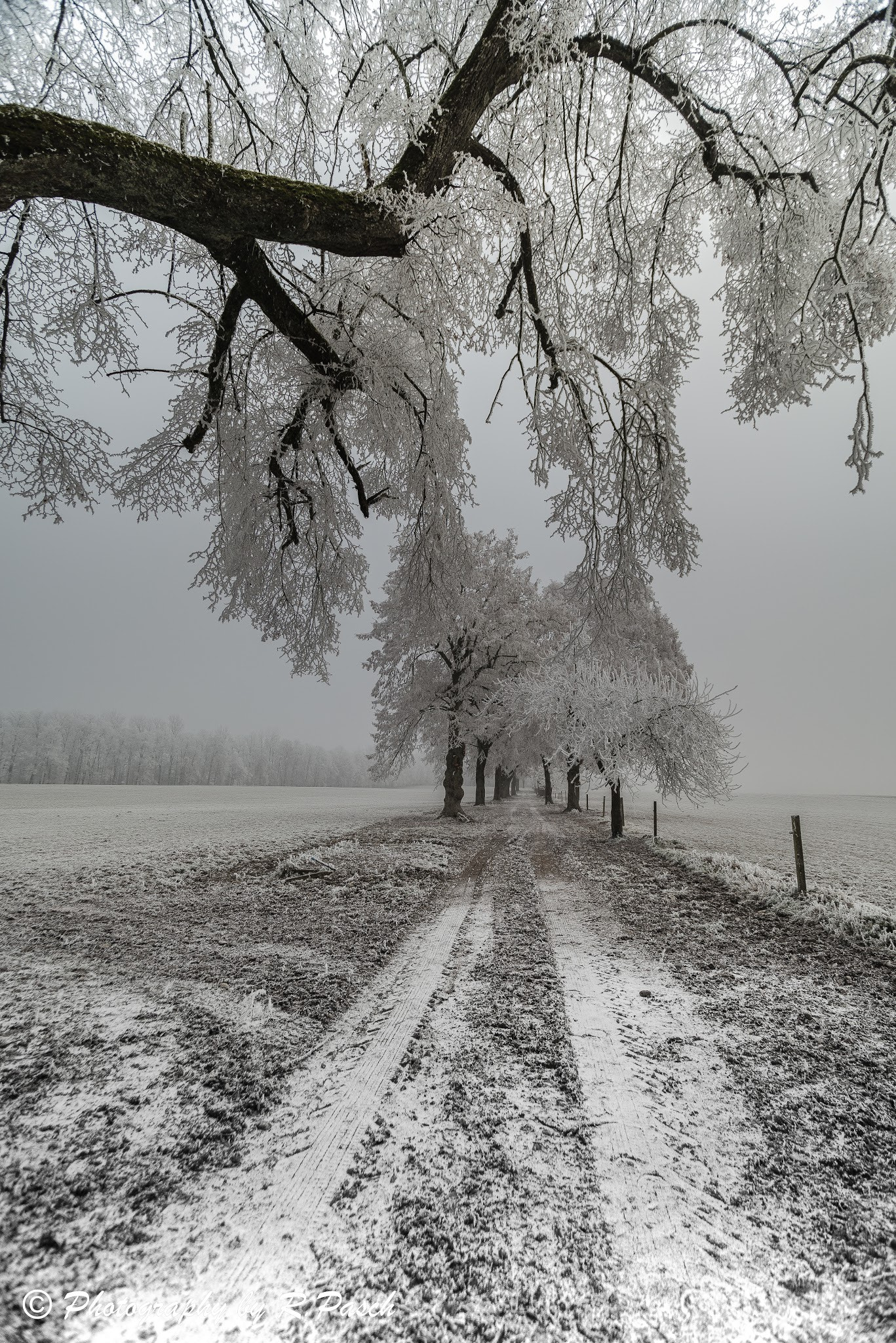 Nikon D600 sample photo. 1.jänner 2017 photography