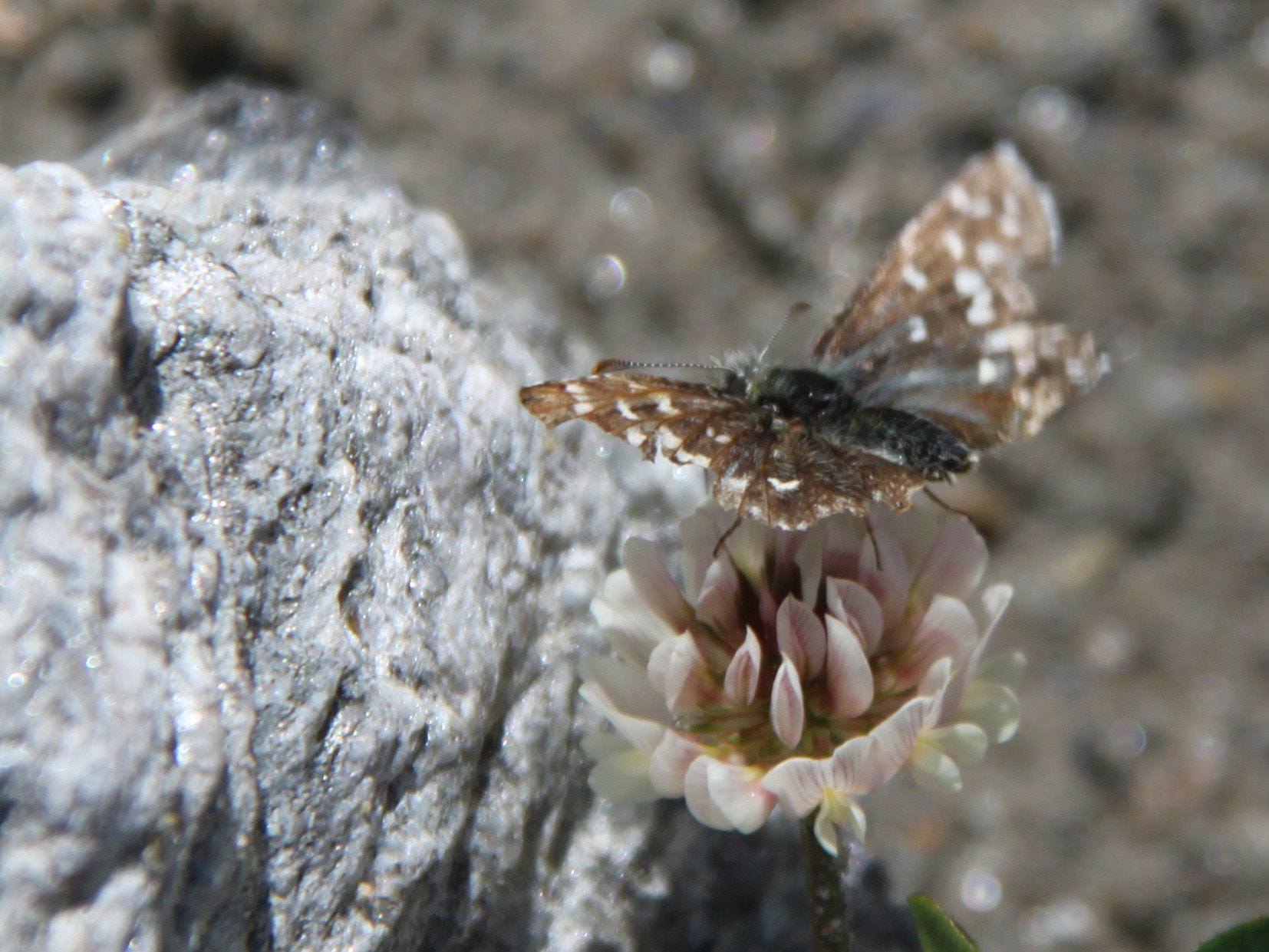 Canon EF-S 18-200mm F3.5-5.6 IS sample photo. Butterfly on the rocks photography