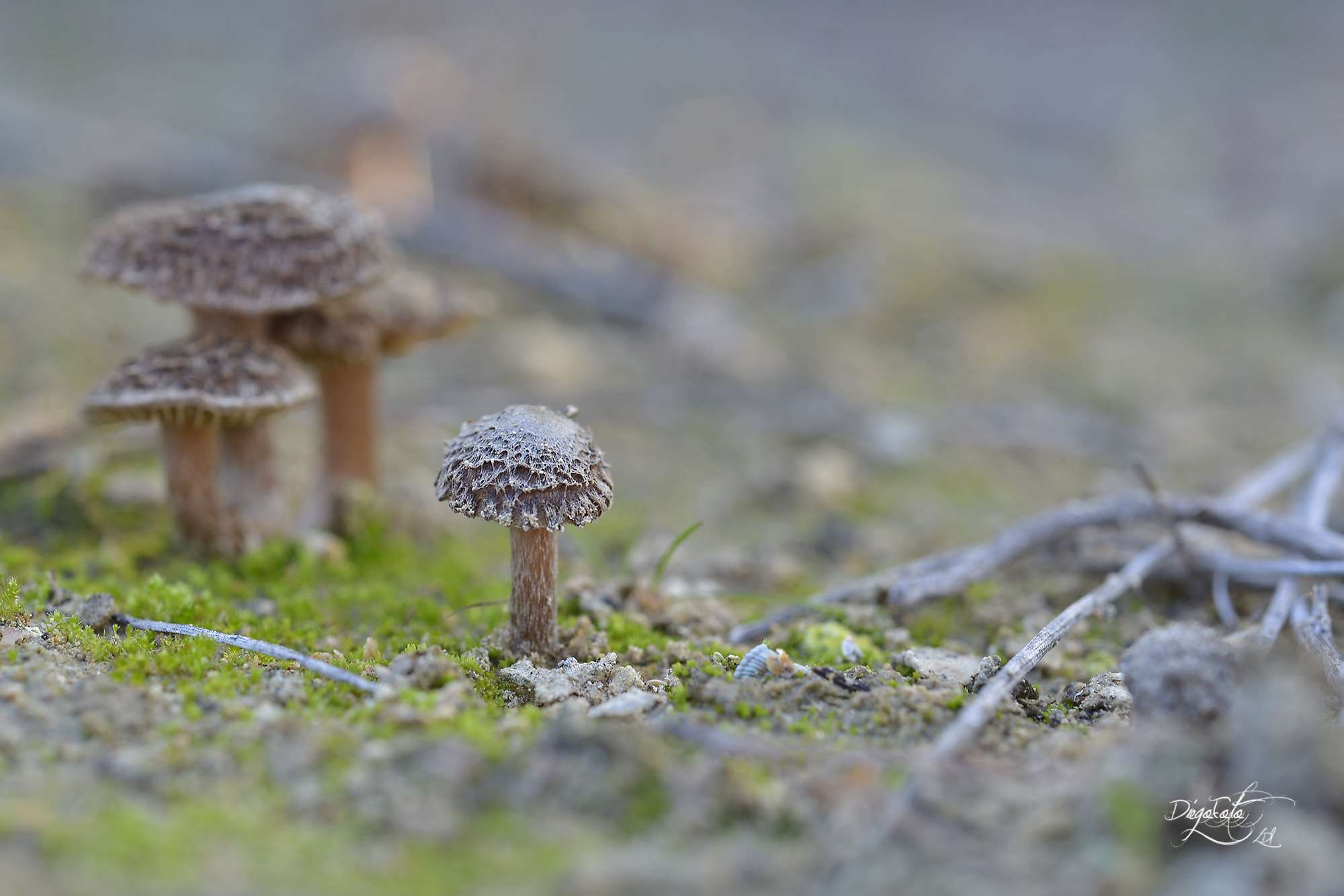 Nikon D610 + Nikon AF Micro-Nikkor 60mm F2.8D sample photo. Fungi photography
