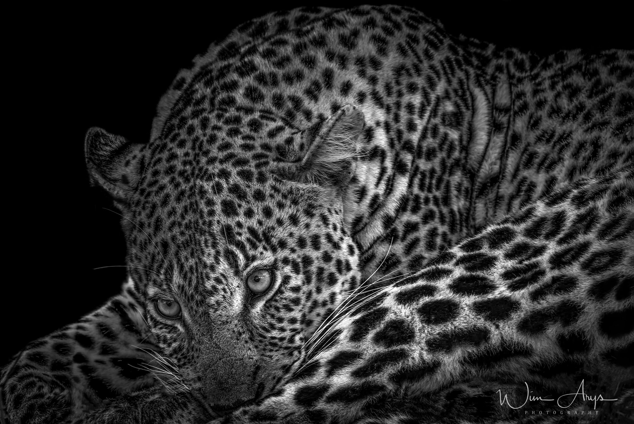 XF100-400mmF4.5-5.6 R LM OIS WR + 1.4x sample photo. Predators and prey in b&w photography