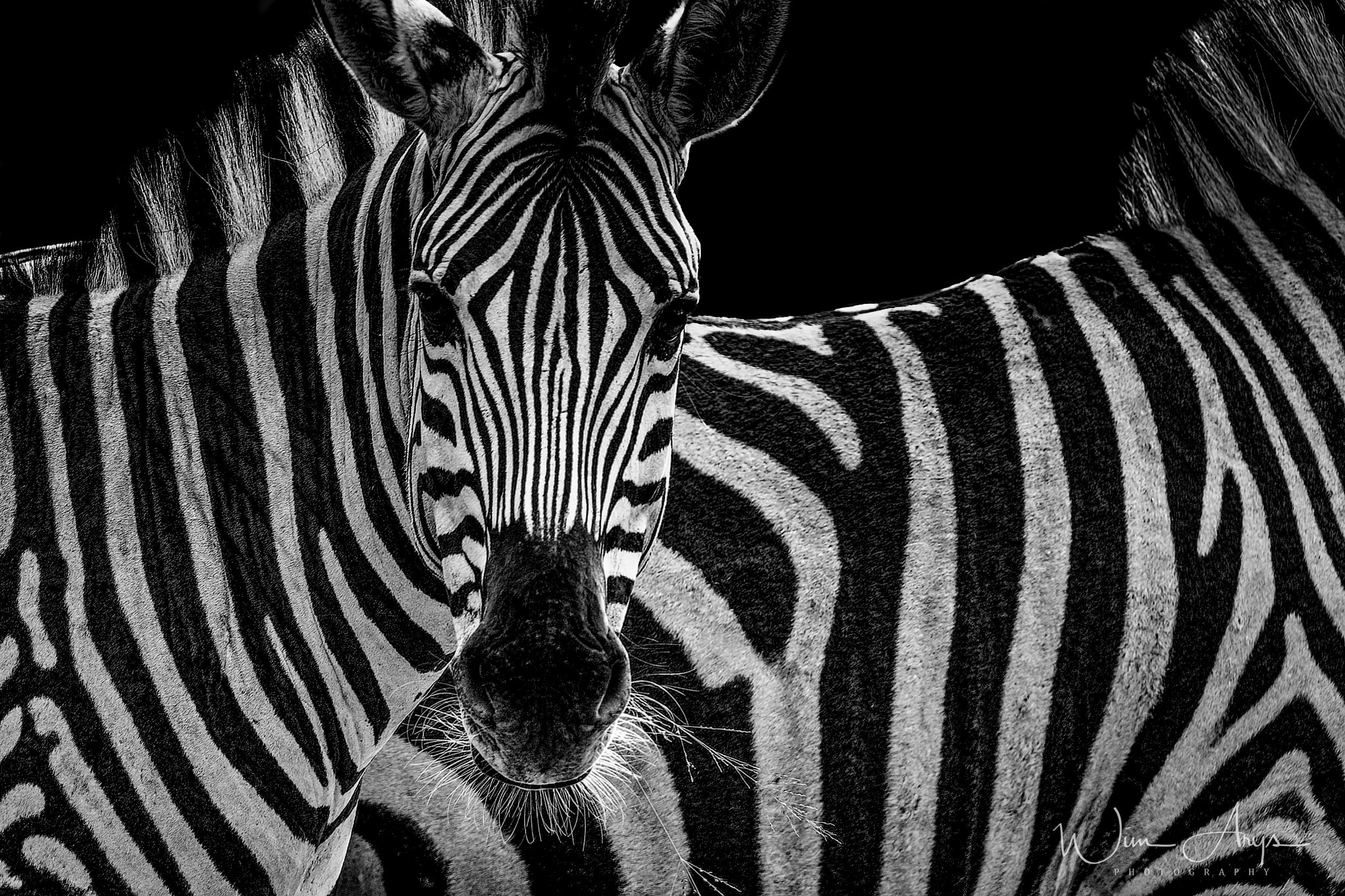 XF100-400mmF4.5-5.6 R LM OIS WR + 1.4x sample photo. Predators and prey in b&w photography