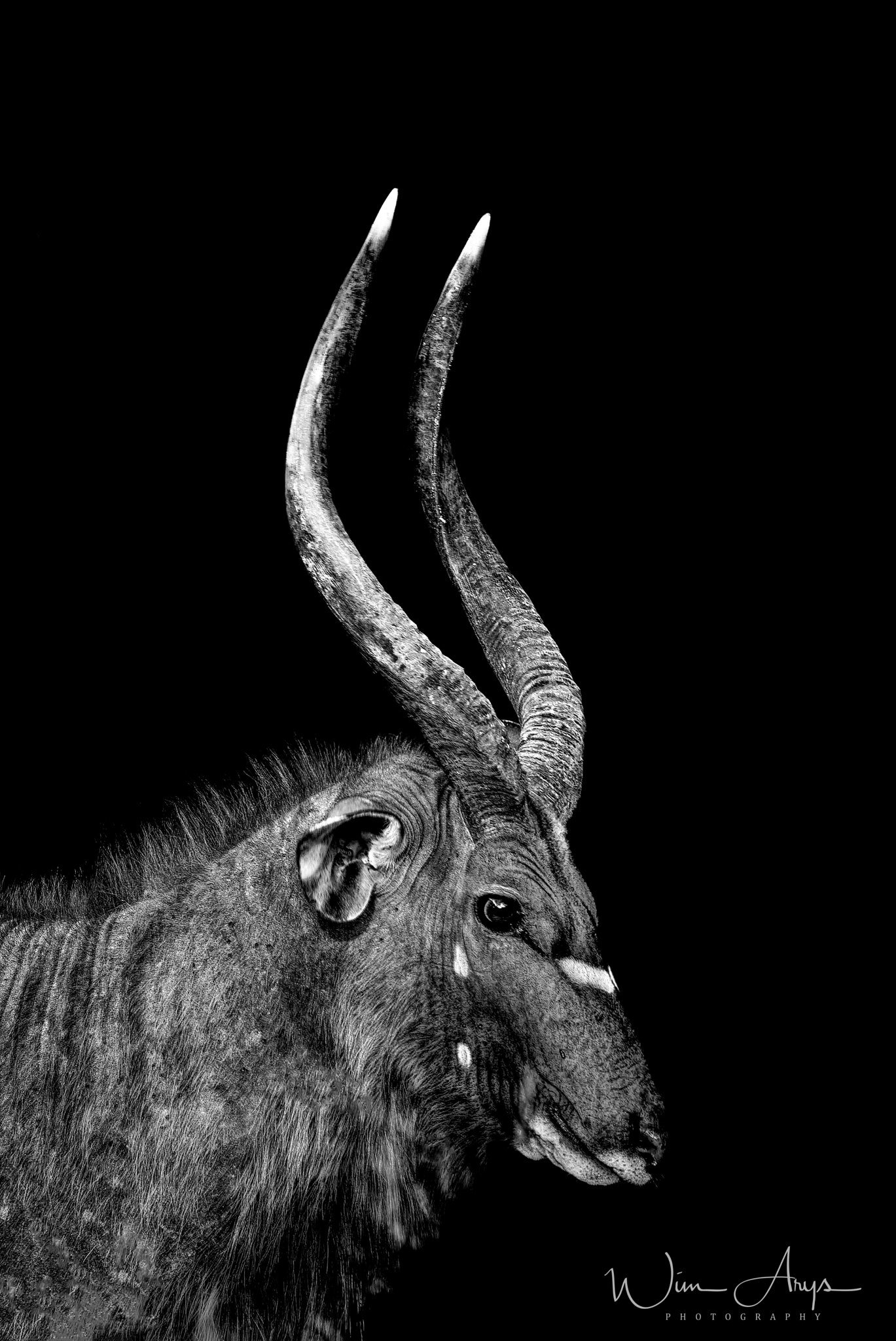 XF100-400mmF4.5-5.6 R LM OIS WR + 1.4x sample photo. Predators and prey in b&w photography