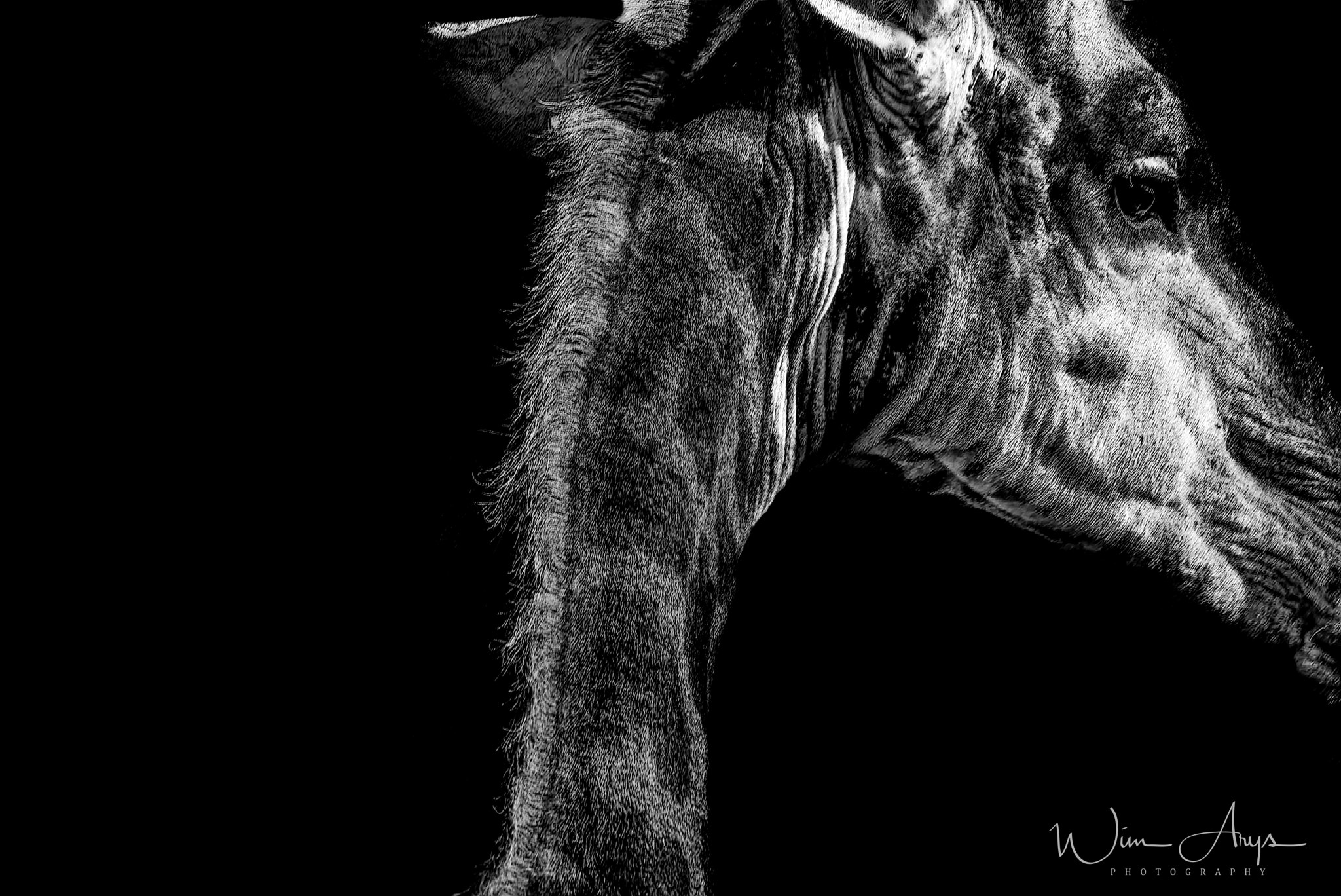 XF100-400mmF4.5-5.6 R LM OIS WR + 1.4x sample photo. Predators and prey in b&w photography