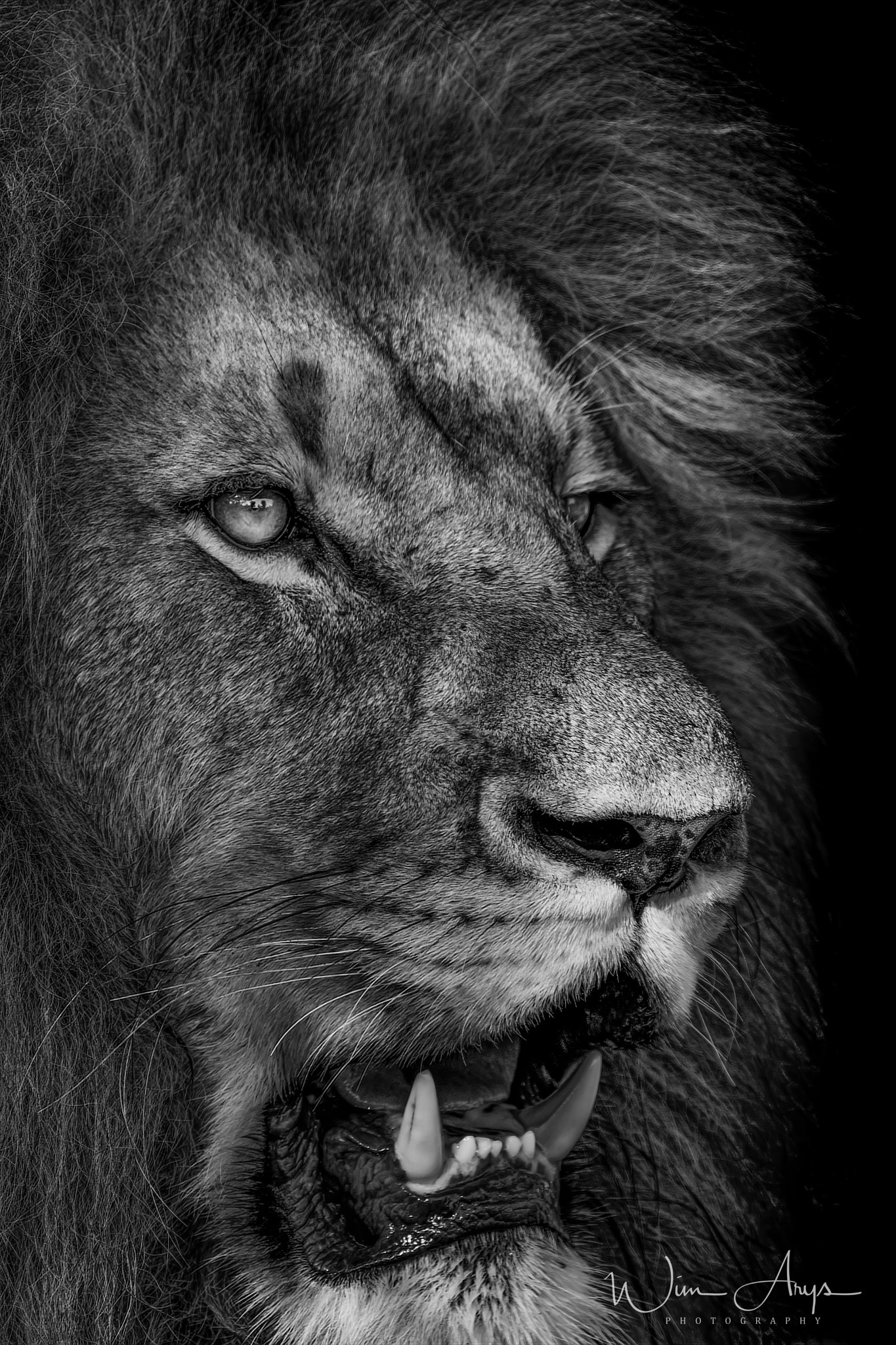 XF100-400mmF4.5-5.6 R LM OIS WR + 1.4x sample photo. Predators and prey in b&w photography