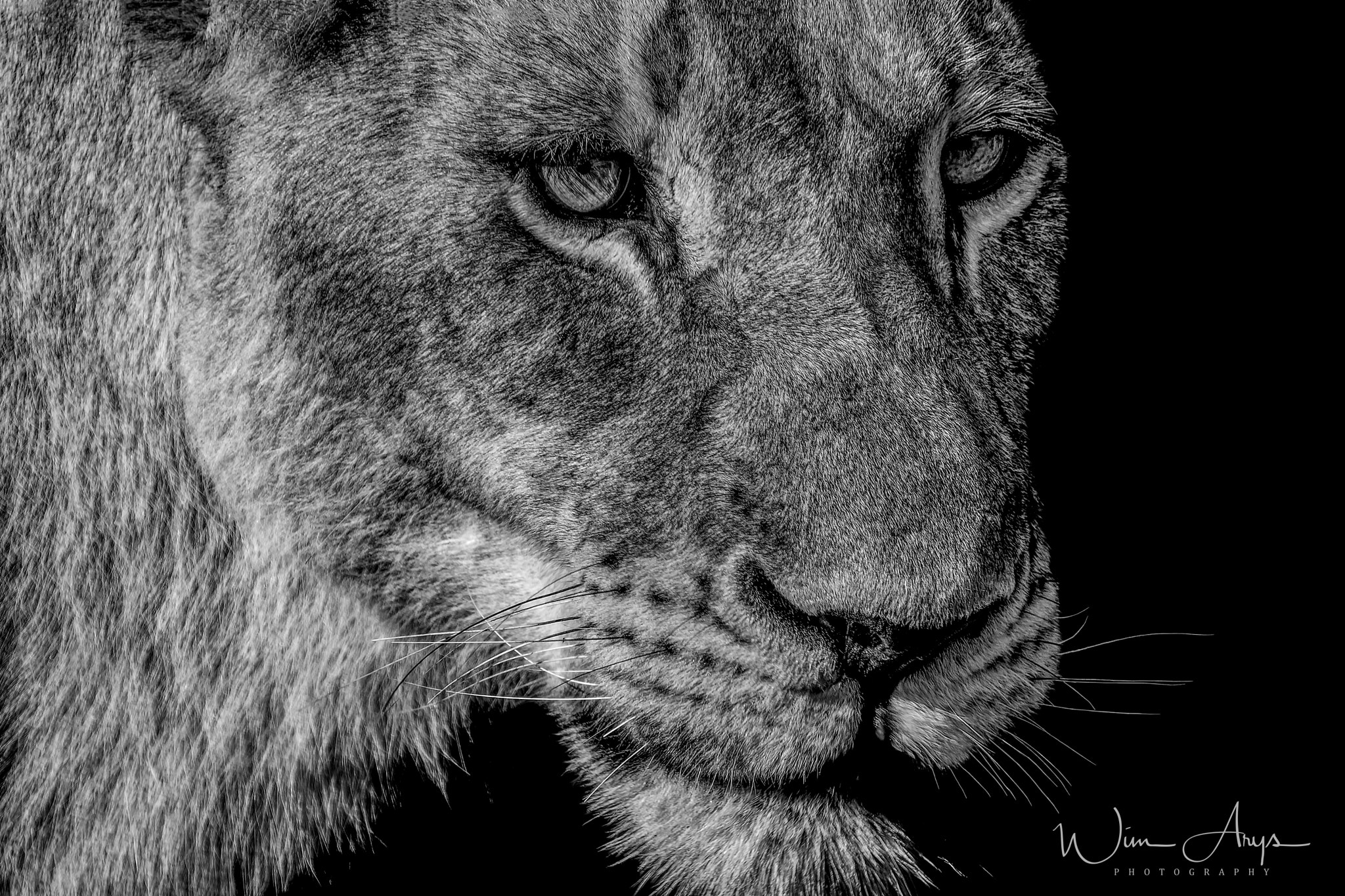 XF100-400mmF4.5-5.6 R LM OIS WR + 1.4x sample photo. Predators and prey in b&w photography