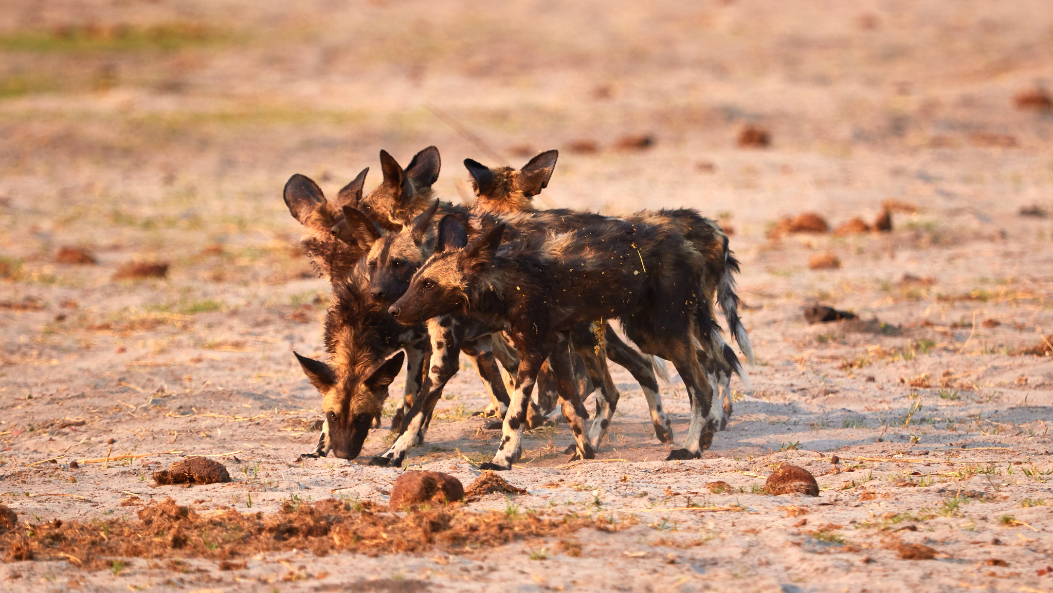 Canon EF 100-400mm F4.5-5.6L IS USM sample photo. Wild dog puppies photography