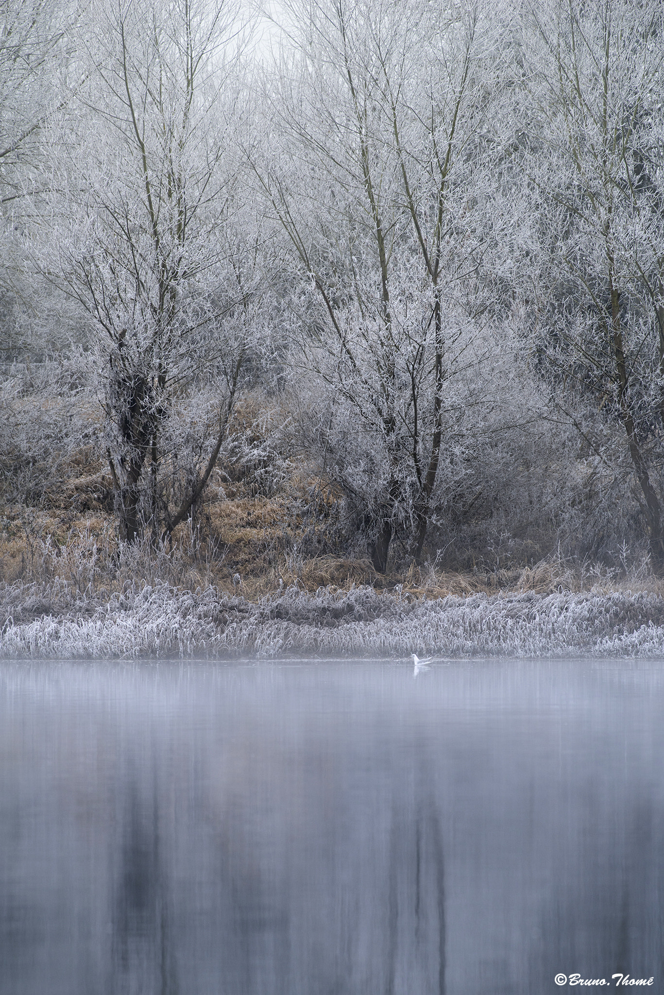 Pentax K-1 sample photo. Frost photography