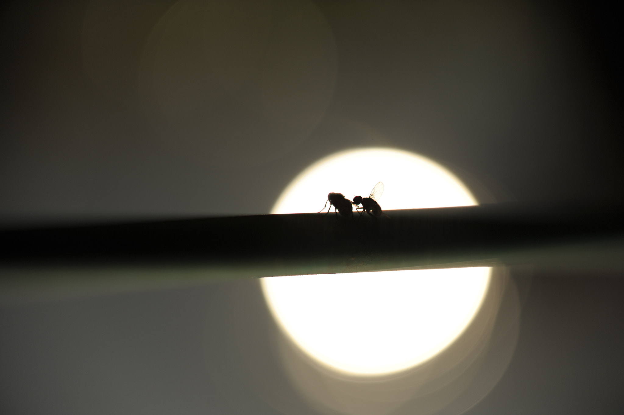 Sigma 70-200mm F2.8 EX DG OS HSM sample photo. Galaxy couple photography