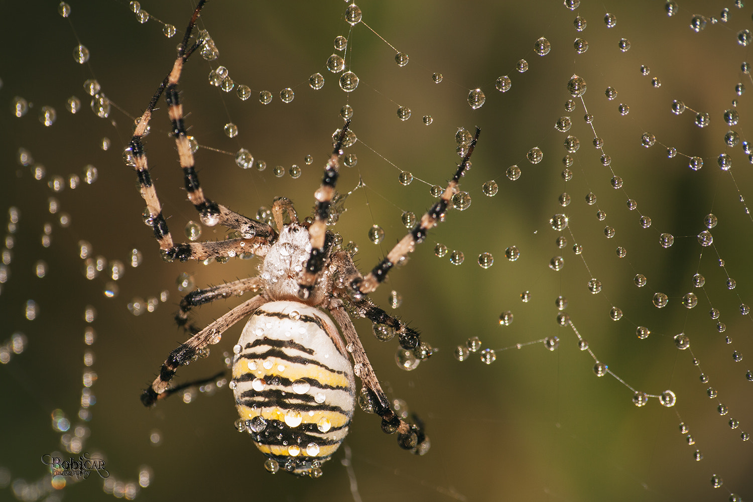 Sigma 70-300mm F4-5.6 APO DG Macro sample photo. Agriope photography