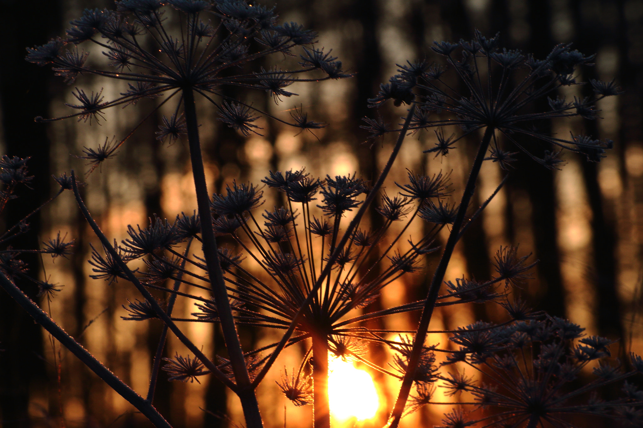 Sigma 55-200mm f/4-5.6 DC sample photo. Waiting for the sun photography