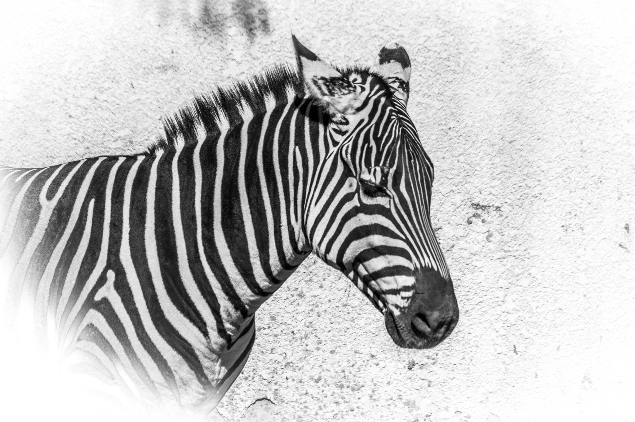 Pentax K-3 sample photo. Kuwait zoo's zebra photography