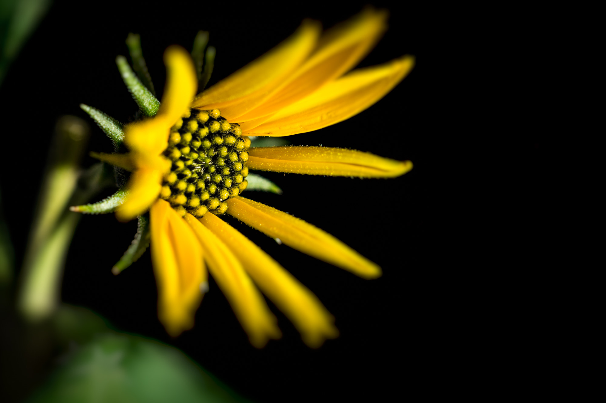 Sony SLT-A58 + Sony DT 30mm F2.8 Macro SAM sample photo. From the  dark photography