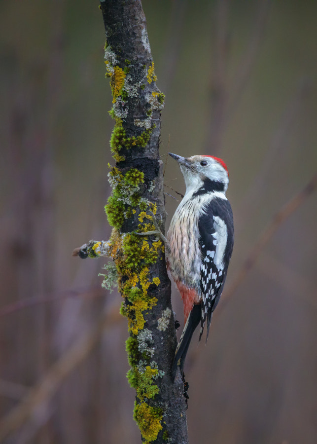 Canon EF 400mm F2.8L IS II USM sample photo. Woodpecker photography