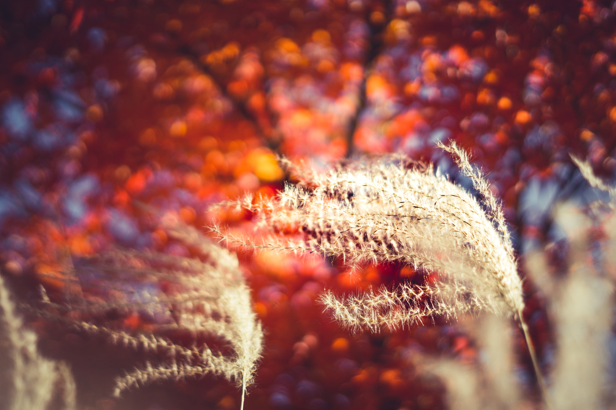 Sony FE 50mm F1.8 sample photo. 22797296168.jpg photography