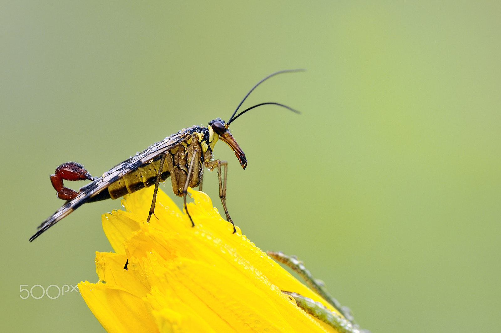 Nikon D300 + Sigma 150mm F2.8 EX DG Macro HSM sample photo. Scorpion fly photography