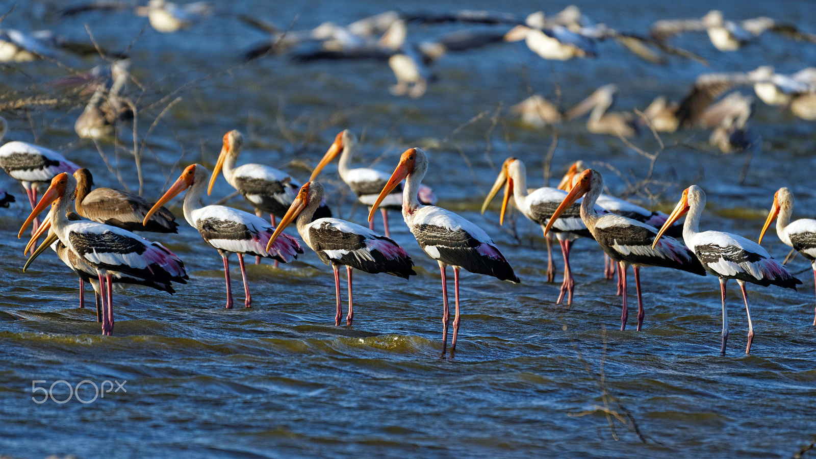 Tamron SP 150-600mm F5-6.3 Di VC USD sample photo. India photography