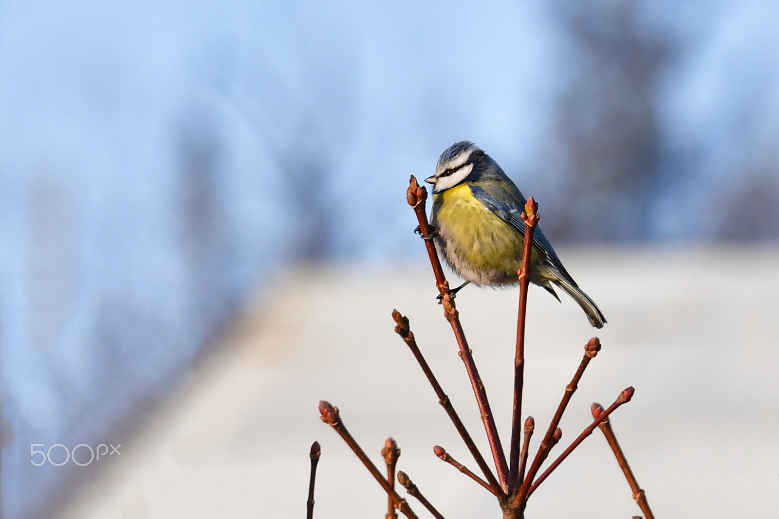 Nikon D5 sample photo. Blue tit photography