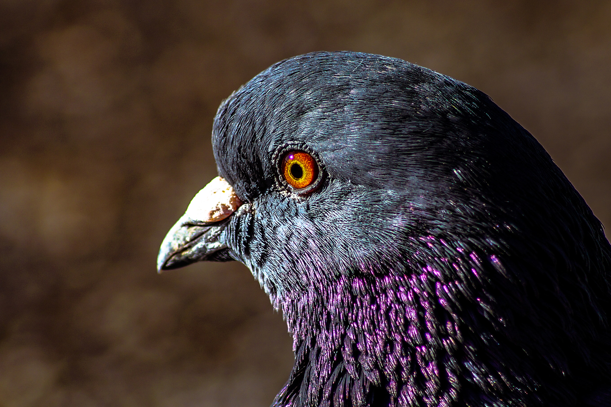 Sony SLT-A58 + Sony DT 55-200mm F4-5.6 SAM sample photo. Rock pigeon photography