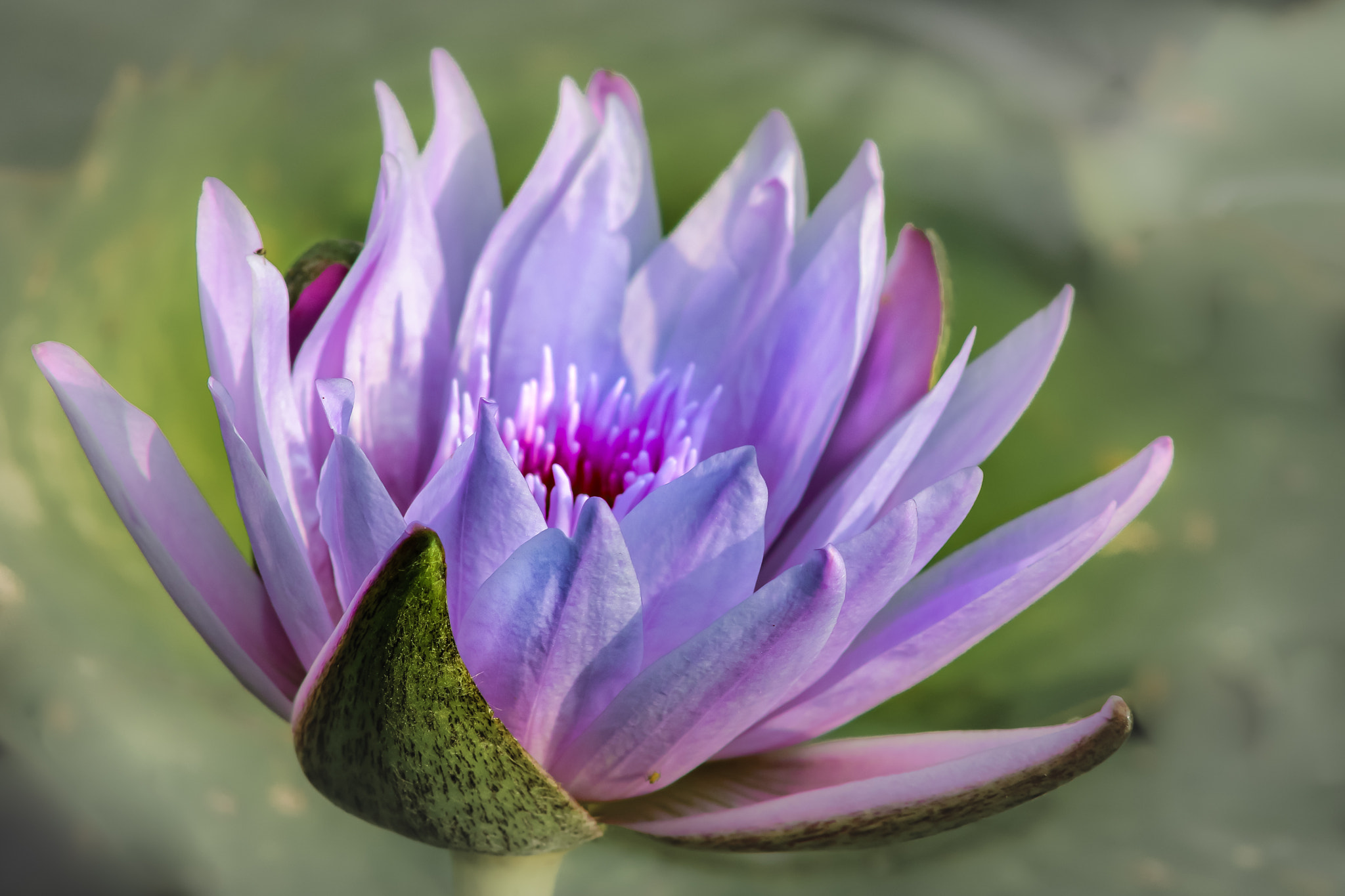 Canon EOS 70D + Sigma 50-200mm F4-5.6 DC OS HSM sample photo. Purple lotus blossom photography