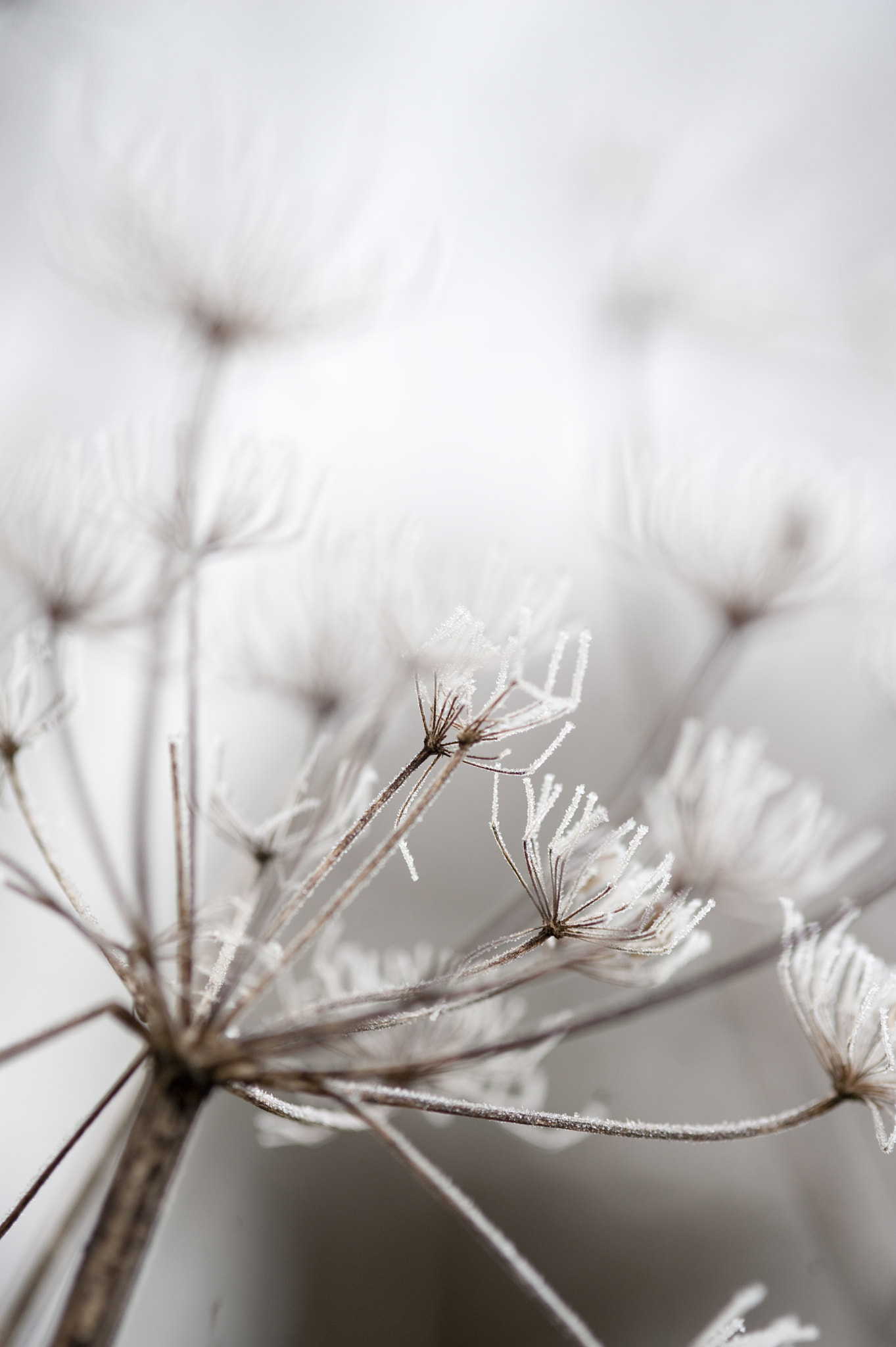 Nikon D3 sample photo. Frozen3 photography