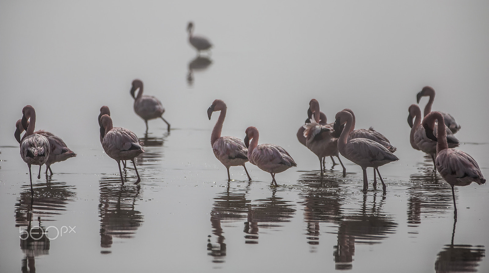 Canon EOS 6D + Canon EF 70-200mm F2.8L IS II USM sample photo. Flamingos in the mist photography
