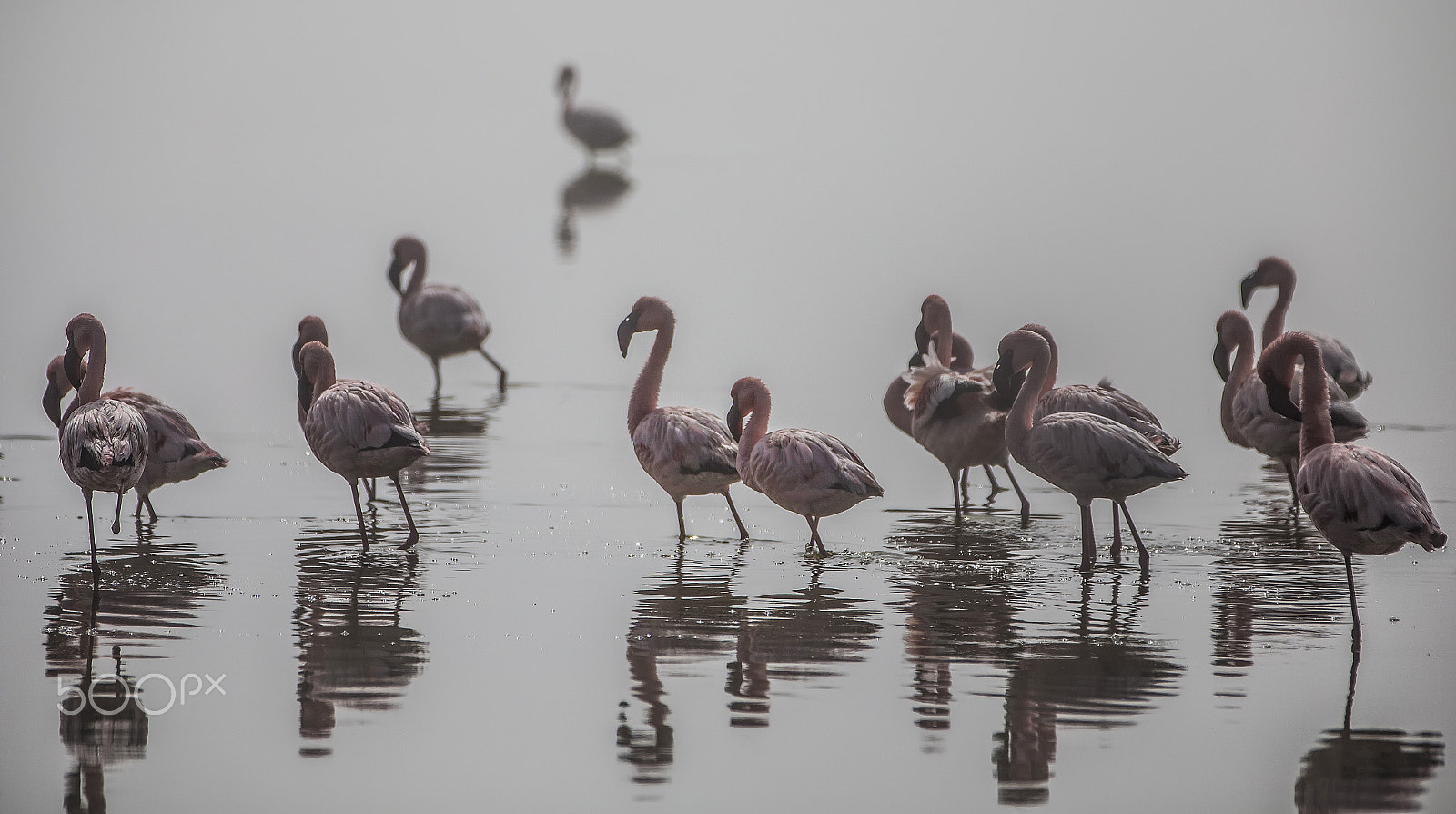 Canon EF 70-200mm F2.8L IS II USM sample photo. Flamingos in the mist photography