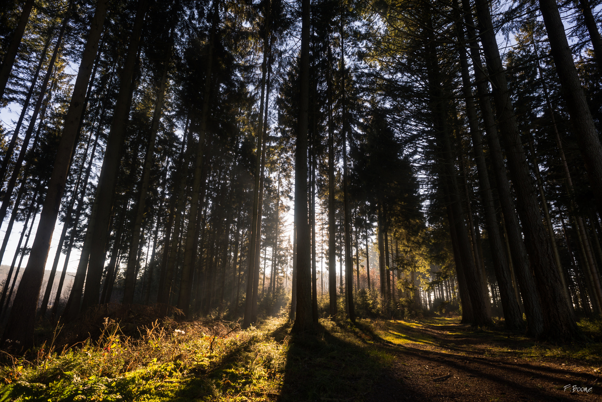 Nikon D610 + AF Nikkor 20mm f/2.8 sample photo. December sunlight photography