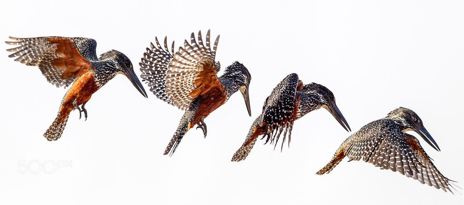 Canon EF 300mm F2.8L IS II USM sample photo. Giant kingfisher montage photography
