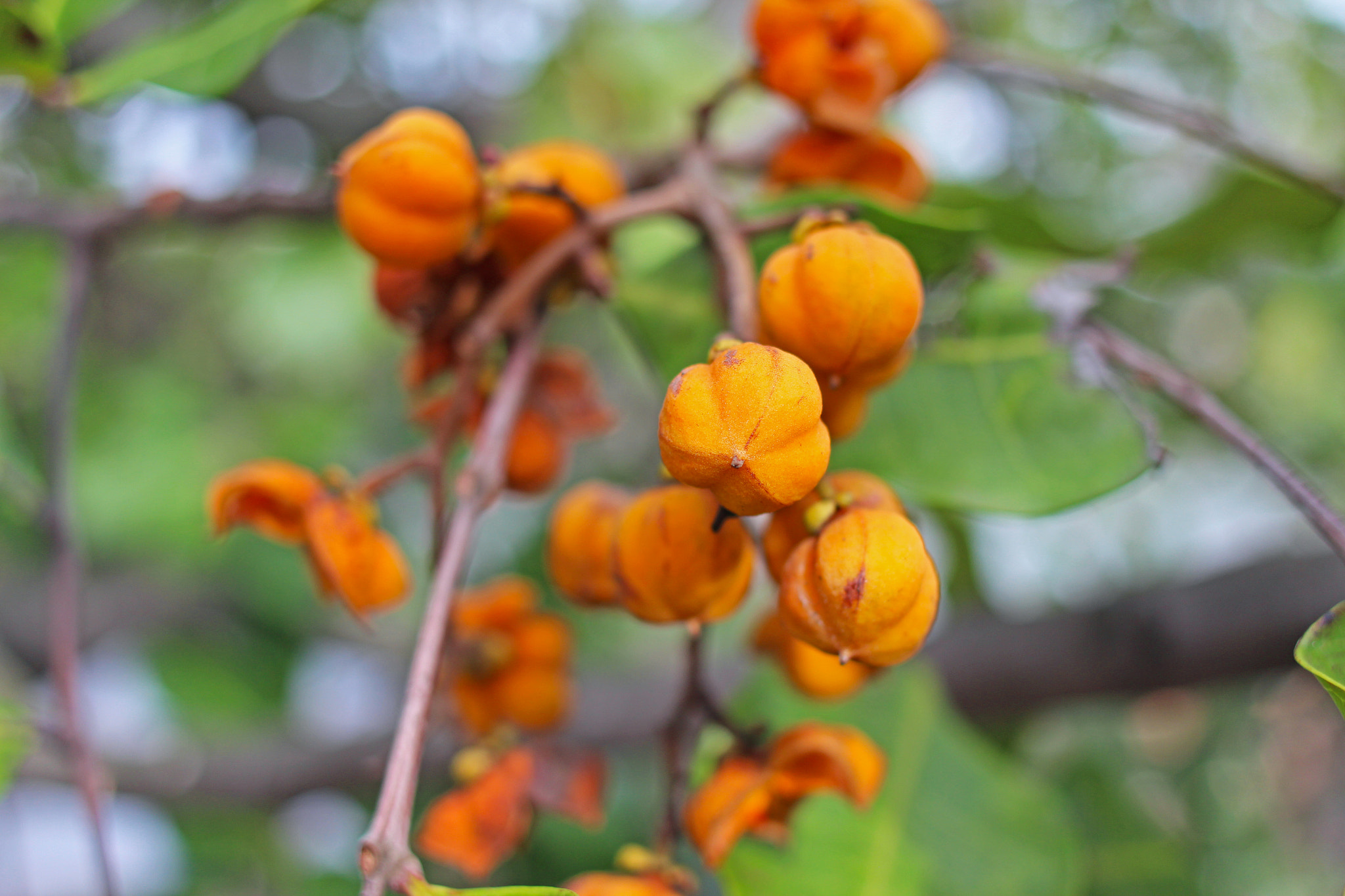 Canon EF 24mm F2.8 IS USM sample photo. Orange buds photography