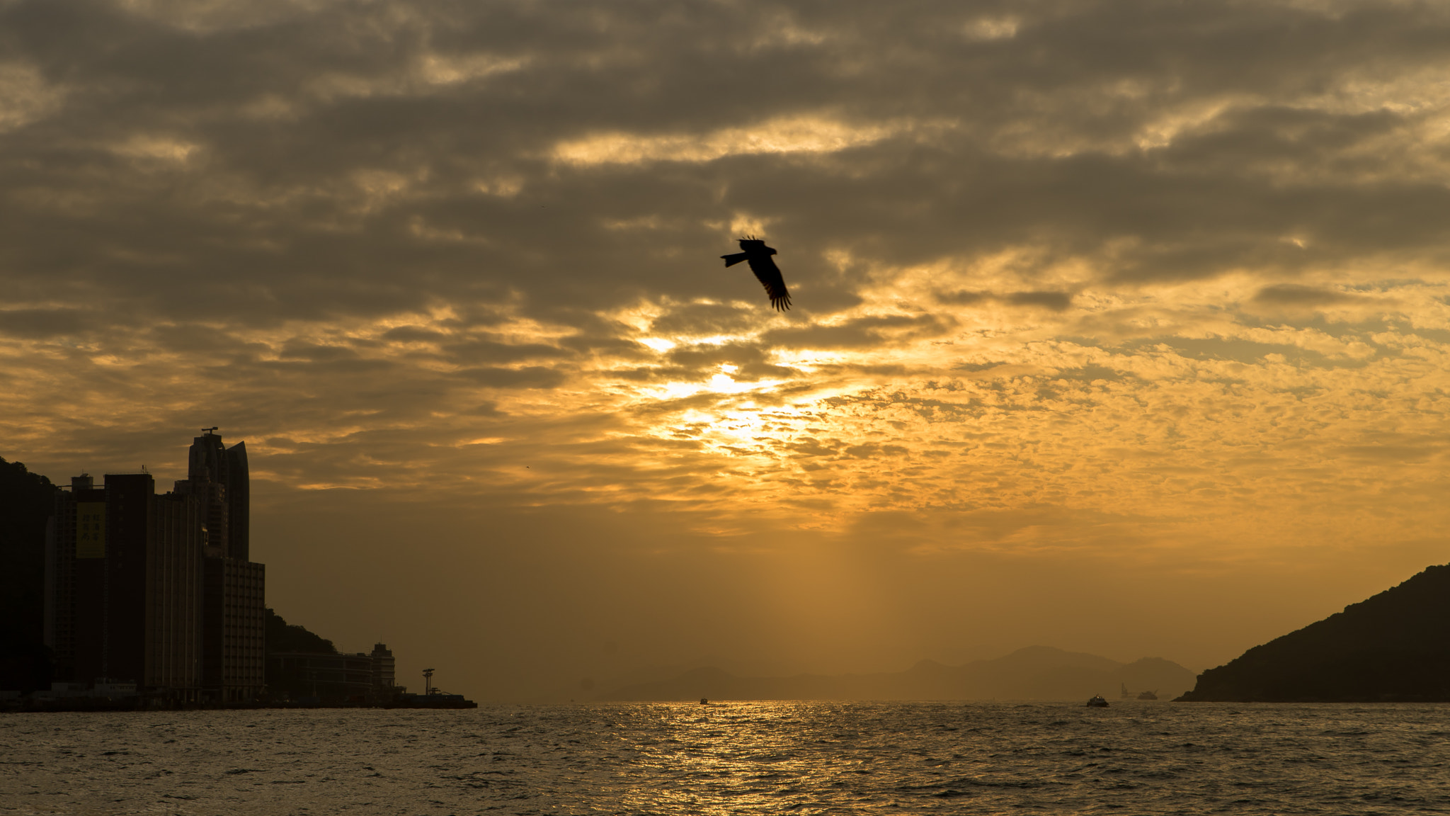 DT 24-70mm F2.8 SAM sample photo. The bird photography
